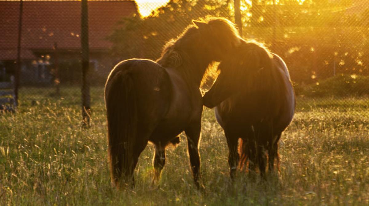 <i>Arkivfoto: Adobe Stock</i>