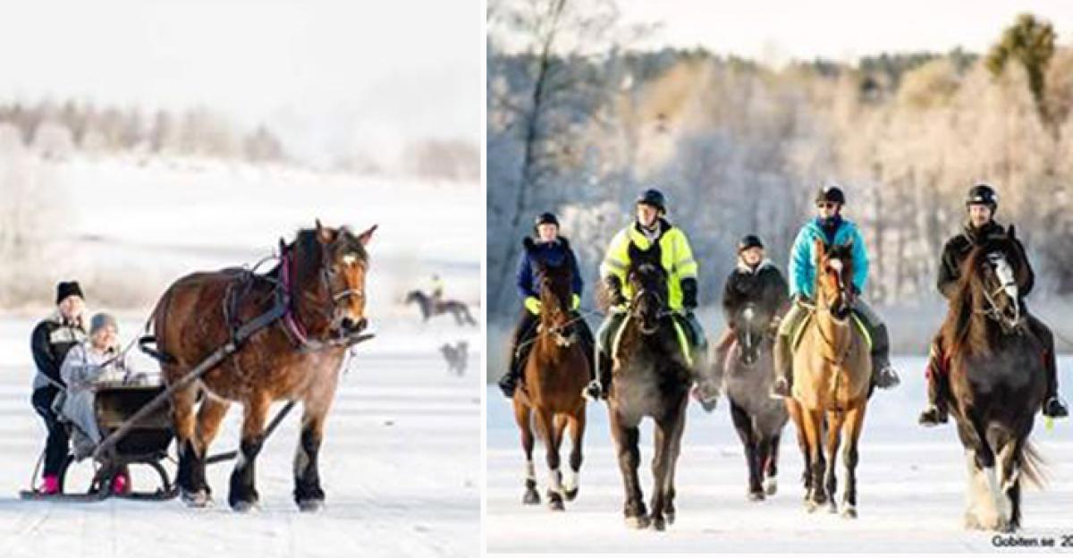 Här tar hästarna över Hamstasjön – och tränar på isen