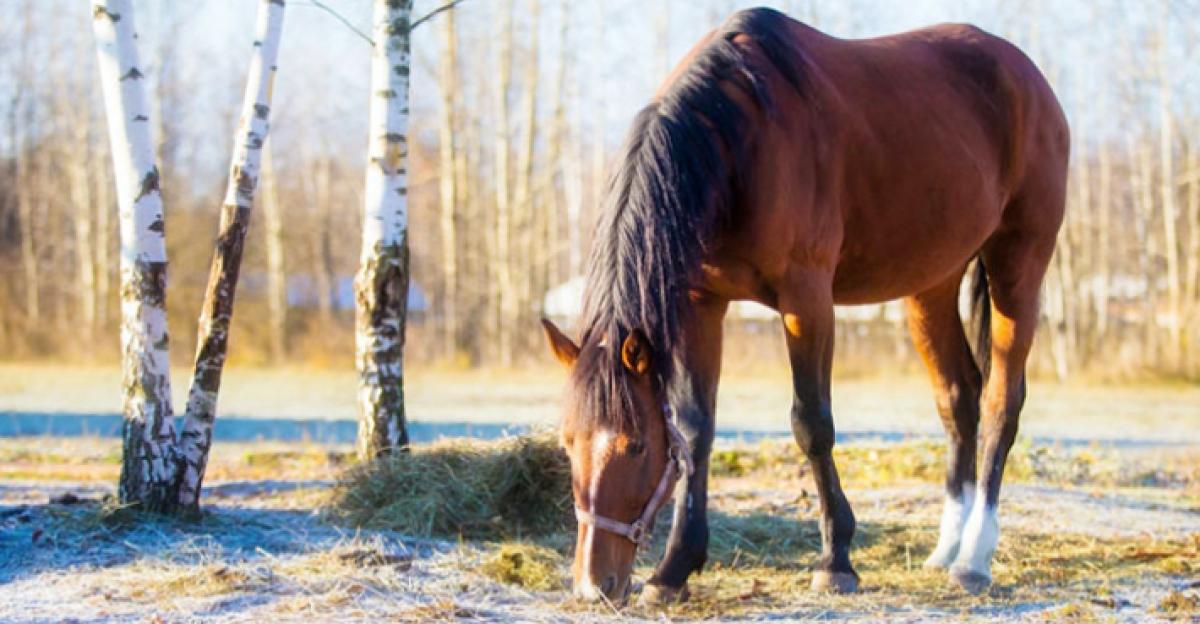 <i>Arkivfoto: Adobe Stock </i>