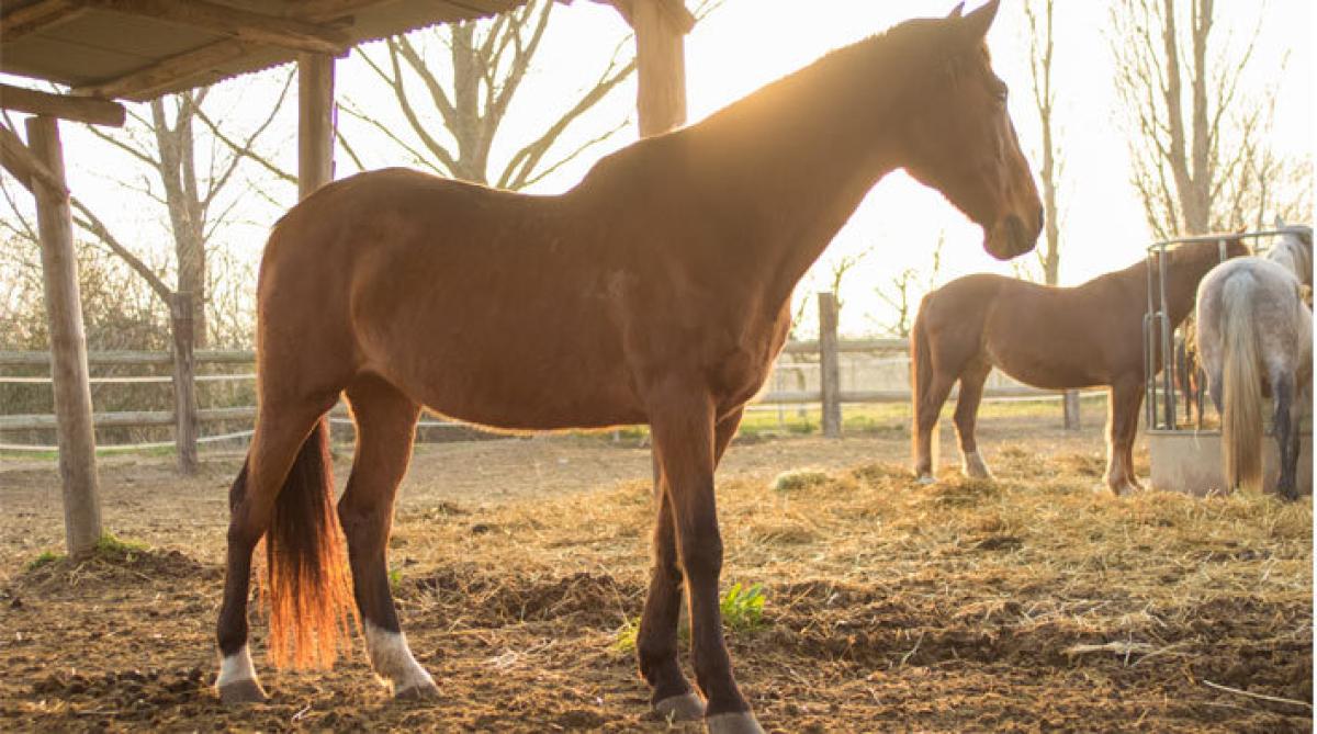 <i>Foto: Adobe Stock</i>