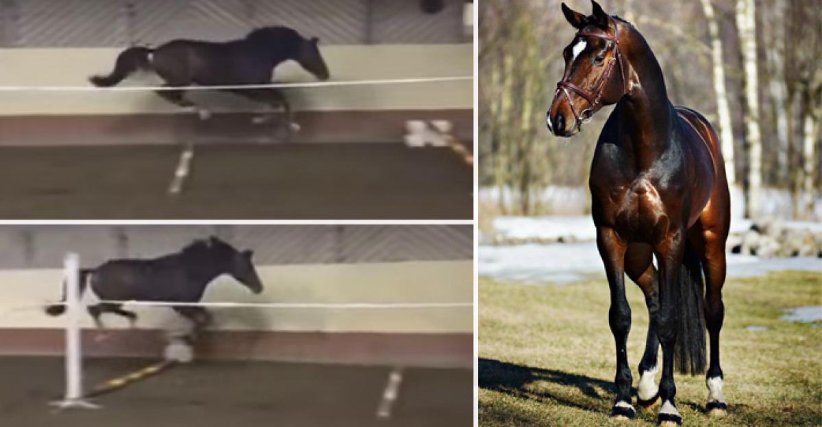 "Hoppstjärnan” Cassius Clay är till salu