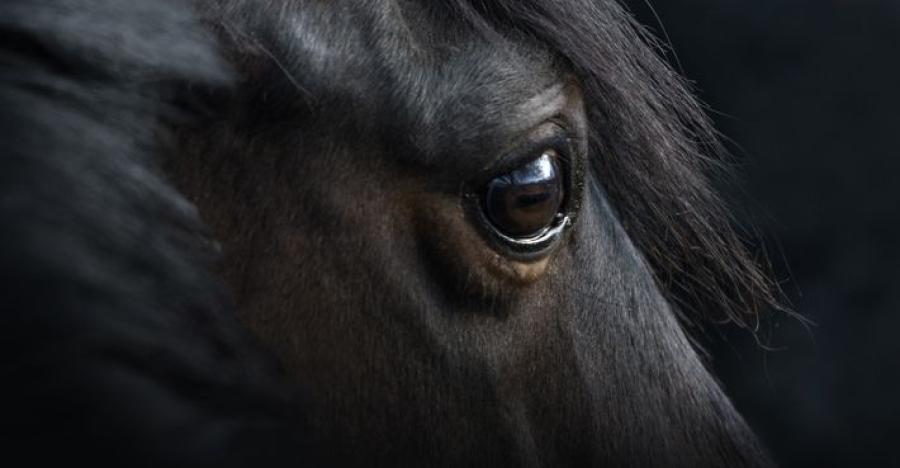 Arkivfoto: Adobe Stock