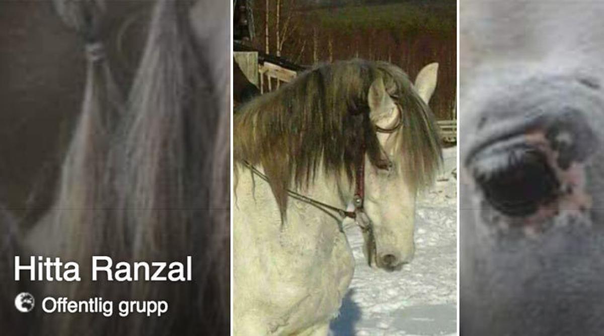 Försvunna hästen Ranzal är hemma igen