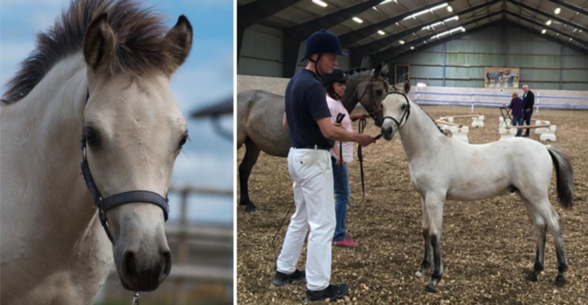 Ponnyfölet Pooh Etic Goldcoin dödades i trafikolycka