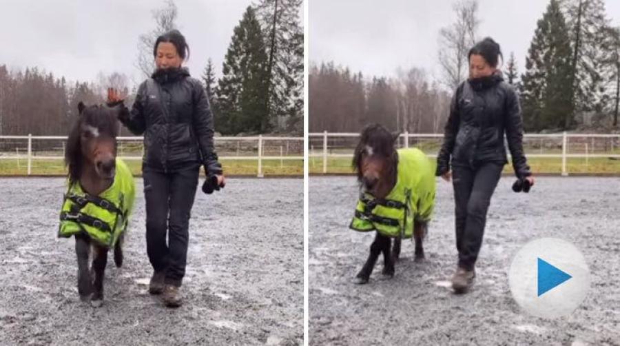 Evelyn Banffy och den charmiga ponnyn Akilles gör mycket tillsammans i vardagen. Här visar de upp några av sina tricks med en dans i regnet.