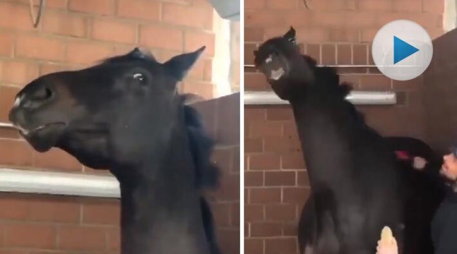 <p>Den här hästen vet verkligen hur man njuter av söndagsmys. Kolla in det roliga klippet där människan äntligen har förstått var det är skönast att bli kliad!</p>