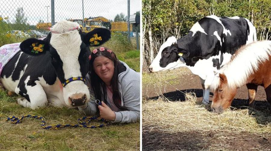 Domstolens beslut – kon Hilda måste ha artfränder