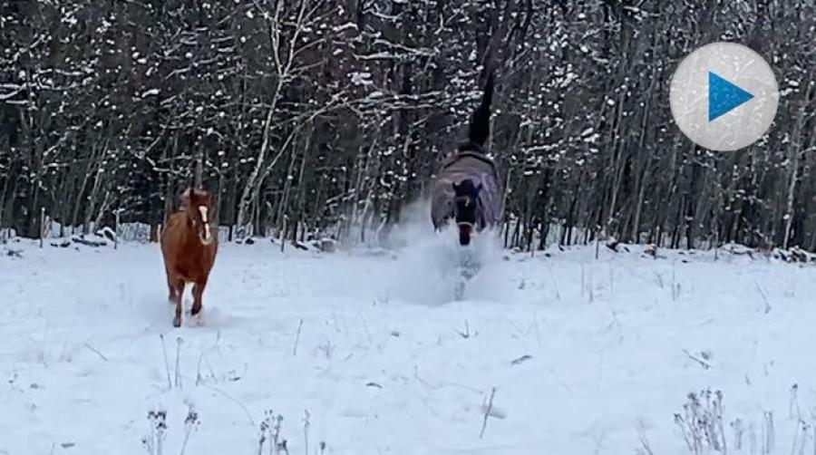 <p>Valacken Ikaros fyller 27 år i år men verkar, som Karlsson på taket, tycka att ålder är världsligt. När han får agera barnvakt lever han upp i hagen.