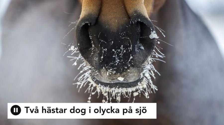 Foto: Adobe Stock
