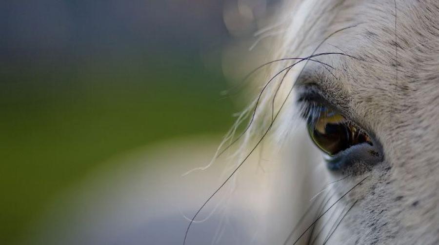 Foto: Adobe Stock
