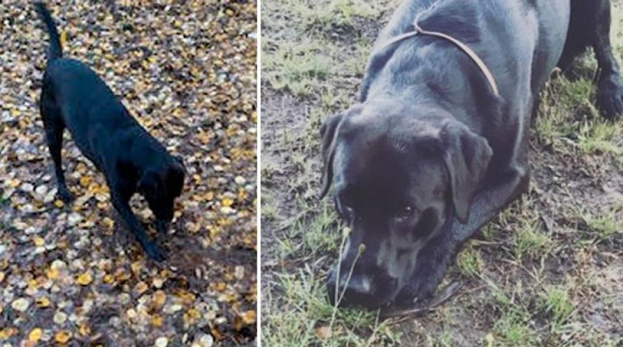 Hunden Bärgarn hjälper matte att hitta tappskor