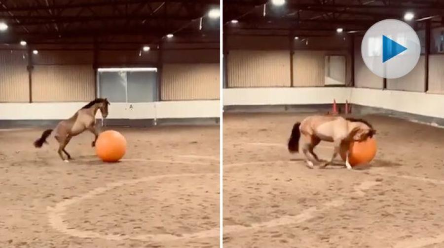 <p>Nioåriga Mario är en av ridskolehästarna hos Örestads RS. När han släpps lös tillsammans med en stor boll visar han upp imponerande bollkänsla.