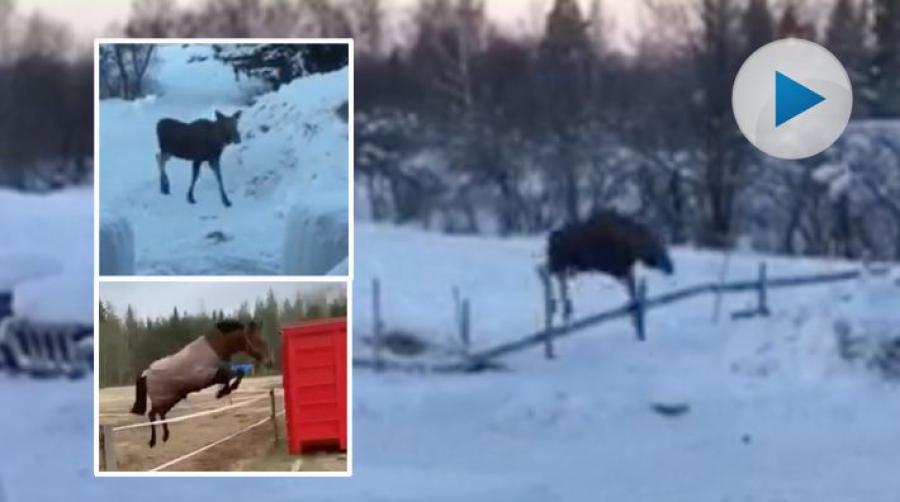 På söndagsmorgonen fick Ann-Catrin Lofvars i Dalarna besök. Hennes hästar stod ju inne i stallet, men visst var det ett fyrbent djur i hästhagen?