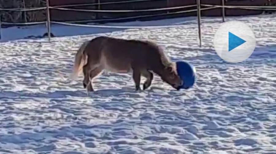 Shetlandsponnyn Ulf är tre år och har gott om självförtroende. Hans stora passion i livet är en blå boll som han gärna leker med hur länge som helst.