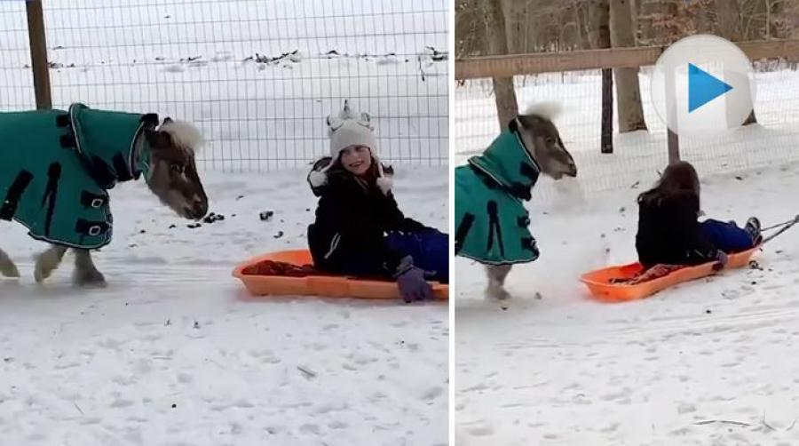 Här dras en tjej i sin pulka av en snäll shetlandsponny. När en busig en smyger upp bakom henne ... Visst ser han ganska nöjd ut över sitt fynd!