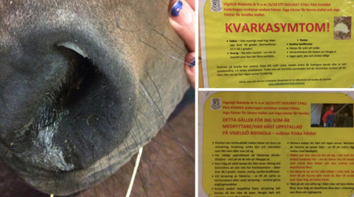 Antalet fall av kvarka ökar kraftigt