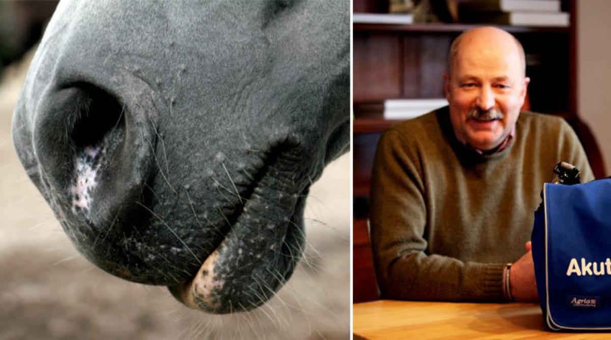 <i>Till höger veterinär Karl-Henrik Heimdahl. FOTO: Hippson och Agria</i>
