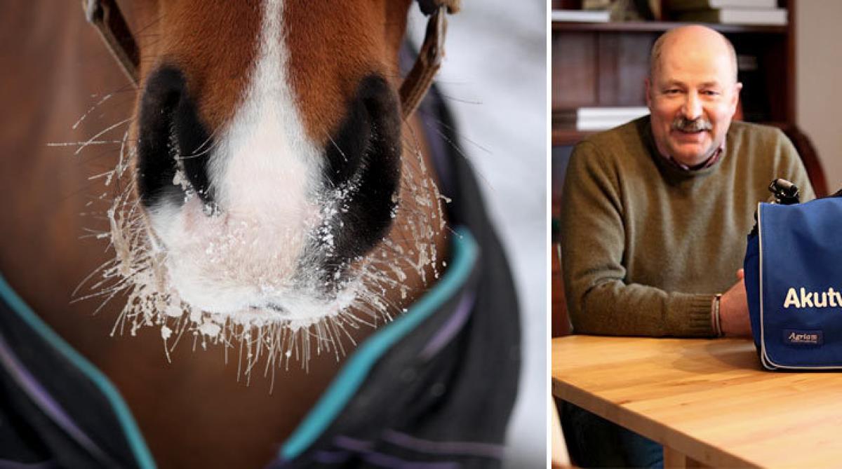 Så undviker du farorna för hästen i juletid