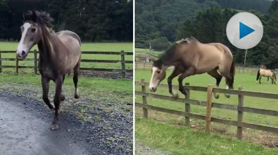 <p>Hästarna Molly och Gem väljer själva i vilken hage de ska gå. Om de nu ens känner för att gå i en hage... Duktiga på att hoppa är de i alla fall.