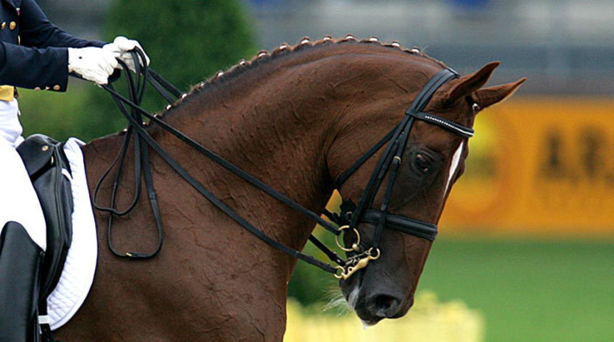 Forskningskollen: Dressyrhästars huvudposition på tävling har förändrats