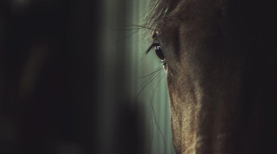 EHV-1 – ett hot mot hela hästbranschen