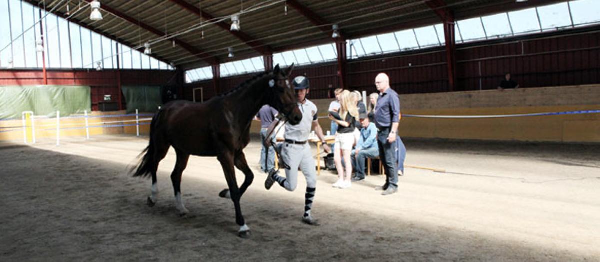 Så kan hästens temperament bedömas