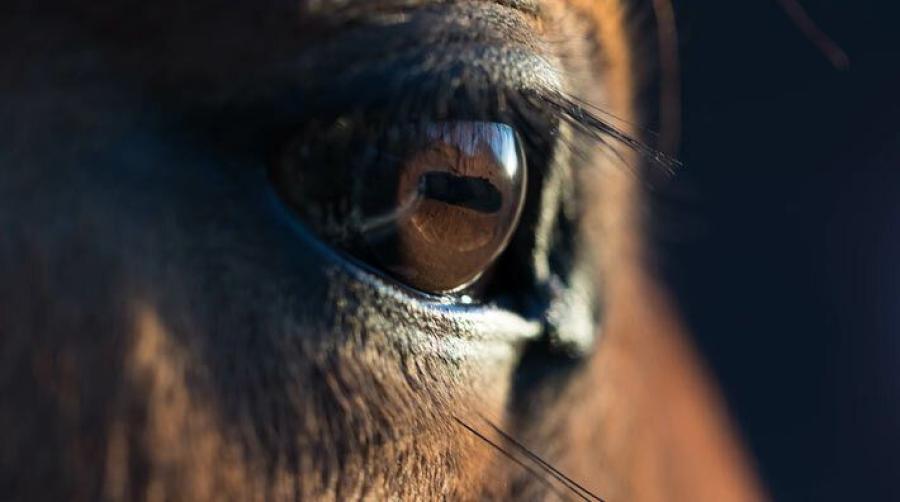 Foto: Adobe Stock