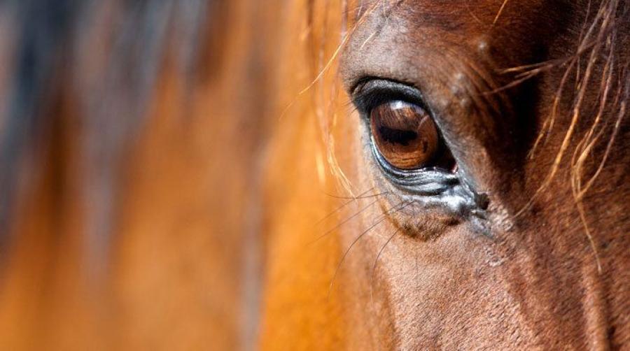 Foto: Adobe Stock