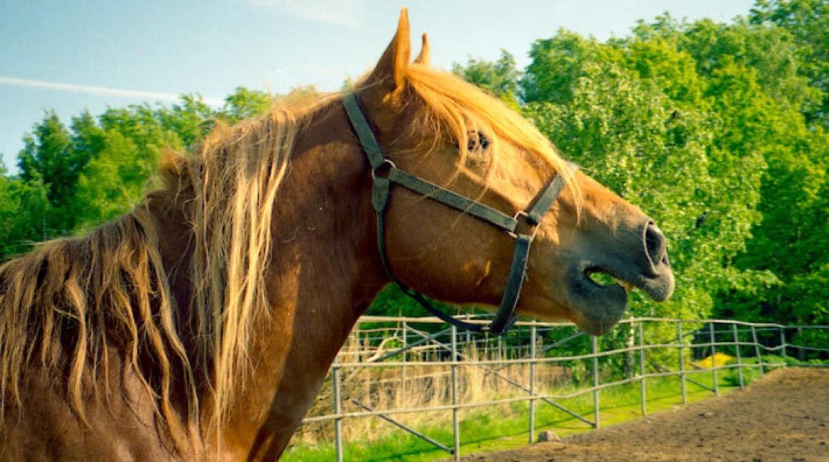 Gnäggande hingst av rasen finnhäst. Foto: Wikimedia Commons/&#8234;Pitke&#8236;<br>