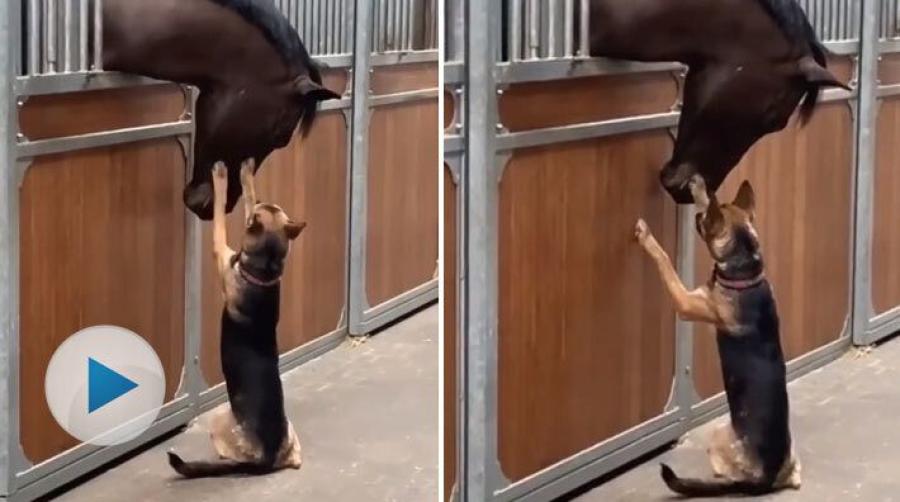 Ibland behövs inte så mycket för att man ska bli gladare. En klapp och kram från sin bästa vän kan genast göra vilken måndag som helst till en toppendag.