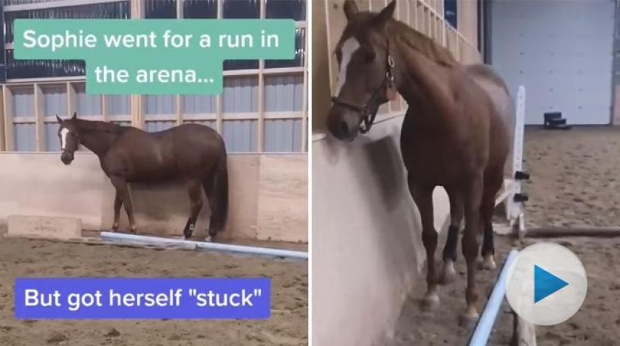När dressyrhästen Sophie springer lös i ridhuset är hon riktigt äventyrlig och tar en tur mellan sargen och hinderstöden. Men plötsligt tar det stopp.