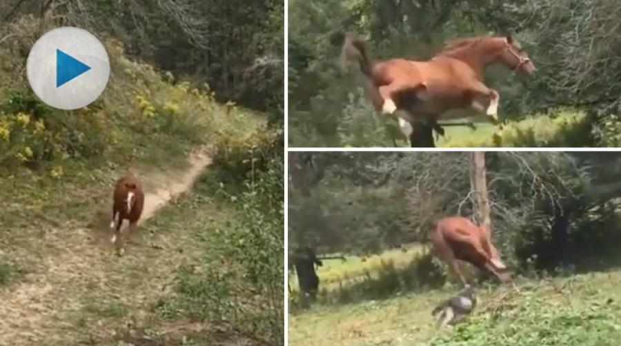 Den här pållen har mycket spring i benen och sätter av i hög hastighet. Faktum är att det går så snabbt att den får extra mycket luft under hovarna.