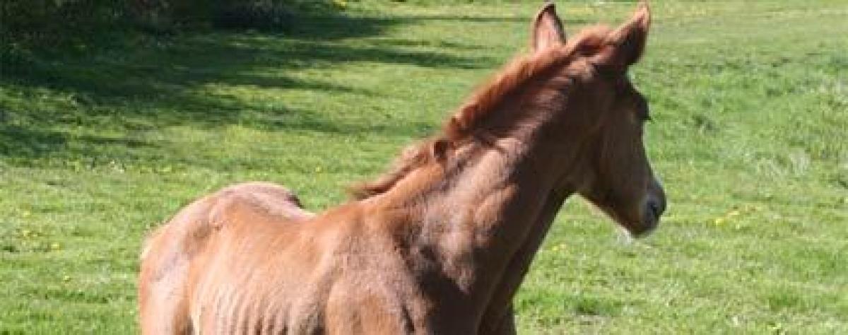 Bestäm könet på ditt föl!