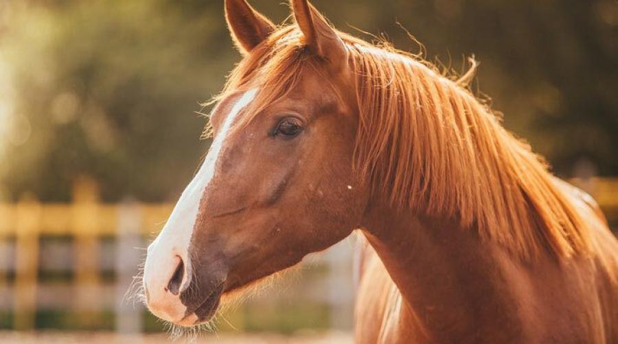 Foto: Adobe Stock