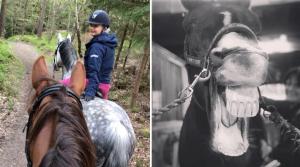 Sara håller på att prova lite olika bett till Marco som kan bli lite stark. Den här helgen är det dags för tävling och då blir det till att testa bett i skarpt läge.