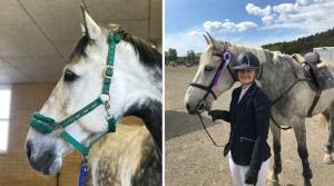 Det har varit ett par oroliga dagar för Sara Ekman då Marco inte varit helt fräsch. Men efter ett besök hos veterinären kan hon pusta ut, han är okej.