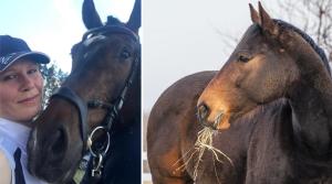 Den som smittar någon annans häst kan råka ut för disciplinära påföljder och bli skadeståndsskyldig. Att bevisa hur det uppkommit kan dock vara svårt.