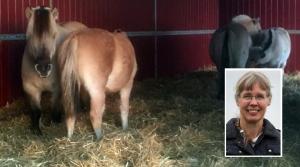 Veterinären och uppfödaren, Helena Kättström, förespråkar naturlig avvänjning av föl. Hon brukar låta de dräktiga stona sköta detta själva.