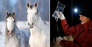 <p>Distriktsveterinärerna i Mora tipsar om vad du som hästägare kan ordna för att underlätta för dem när de kommer till stallet för att hjälpa din sjuka häst.</p>