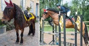 När Sara Käck träffade den nordsvenska brukshästen Stjärnblessen blev det kärlek vid första ögonkastet. I gästbloggen berättar hon om deras resa.