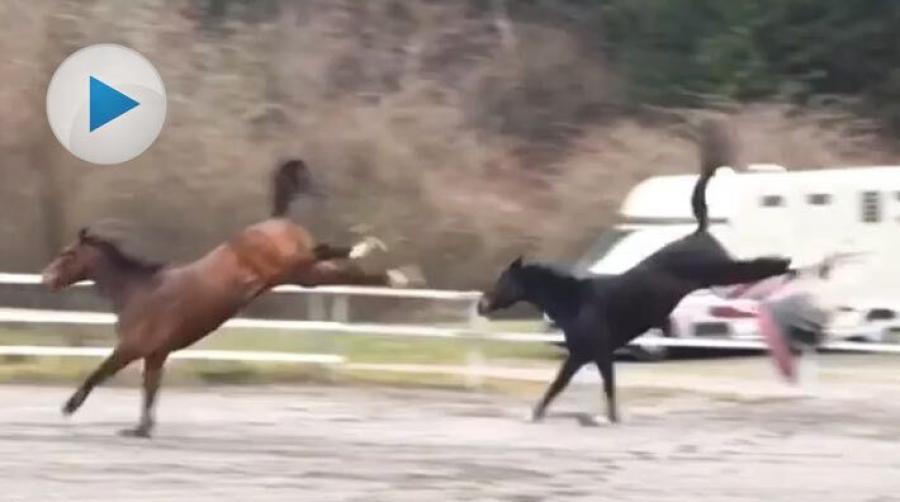 Att hästar leker i hagen har vi sett förut, men dessa två har ändå något unikt. Här tajmar de båda hästarna verkligen bocksprången perfekt.