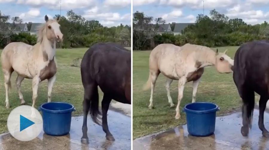 <p>Lek med mig! Unghästen <span>Winchester vill busa med sin äldre hagkompis Luna, men hon är inte lika intresserad. Då får han ta till andra metoder.