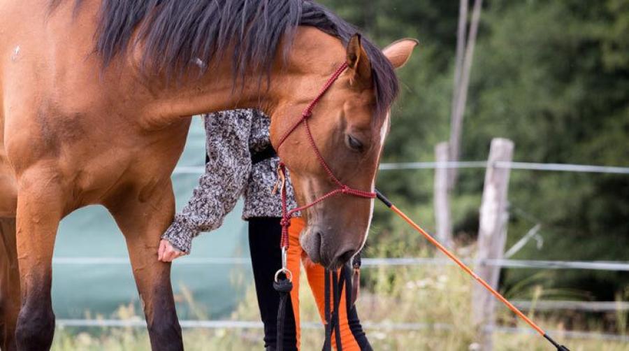 Begreppsförvirring och missförstånd kring metoder för hästträning