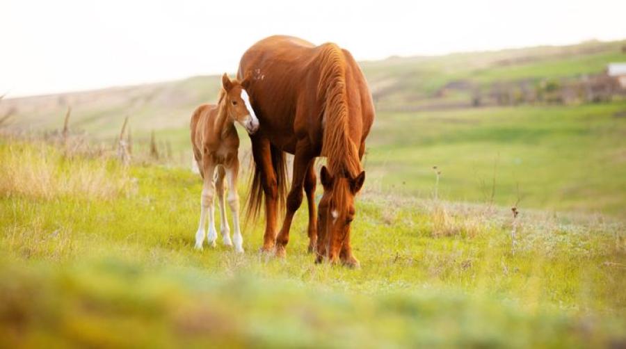 Viktigt med regelbunden hullbedömning