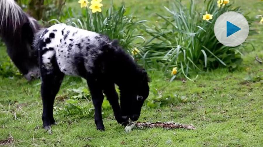 <p>Med endast 45 centimeter i mankhöjd är fölet på The Miniature Pony Centre i Denver ett av de minsta fölen som föds. Förbered dig på en sötchock! </p>