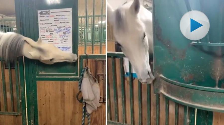 Vad ska man göra när man fortfarande är hungrig, men maten är slut? Den här smarta hästen har kommit på en lösning på problemet.