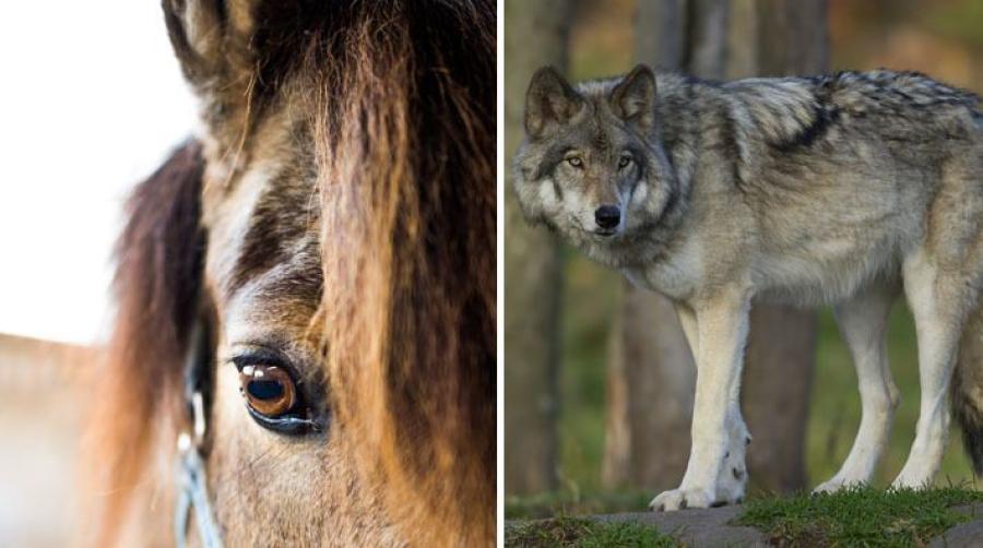 Foto: Adobe Stock