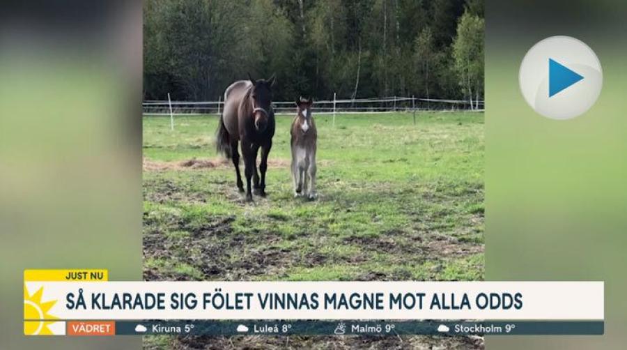 Fölet fick ny amma mot alla odds