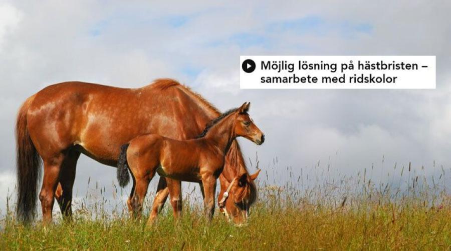 Arkivfoto: Adobe Stock