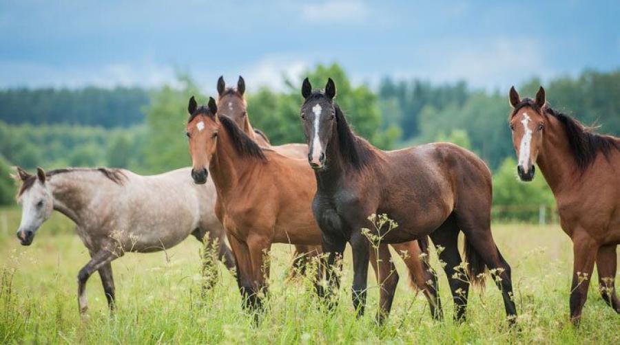 Foto: Adobe Stock